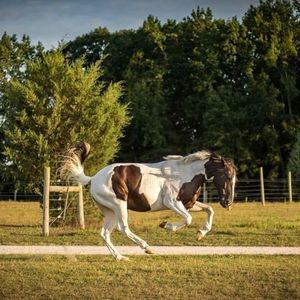 Meet your Posher, Shayne